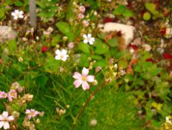2013-08-18_Regina-F-Rau_Schachen_Blumen  (087).JPG